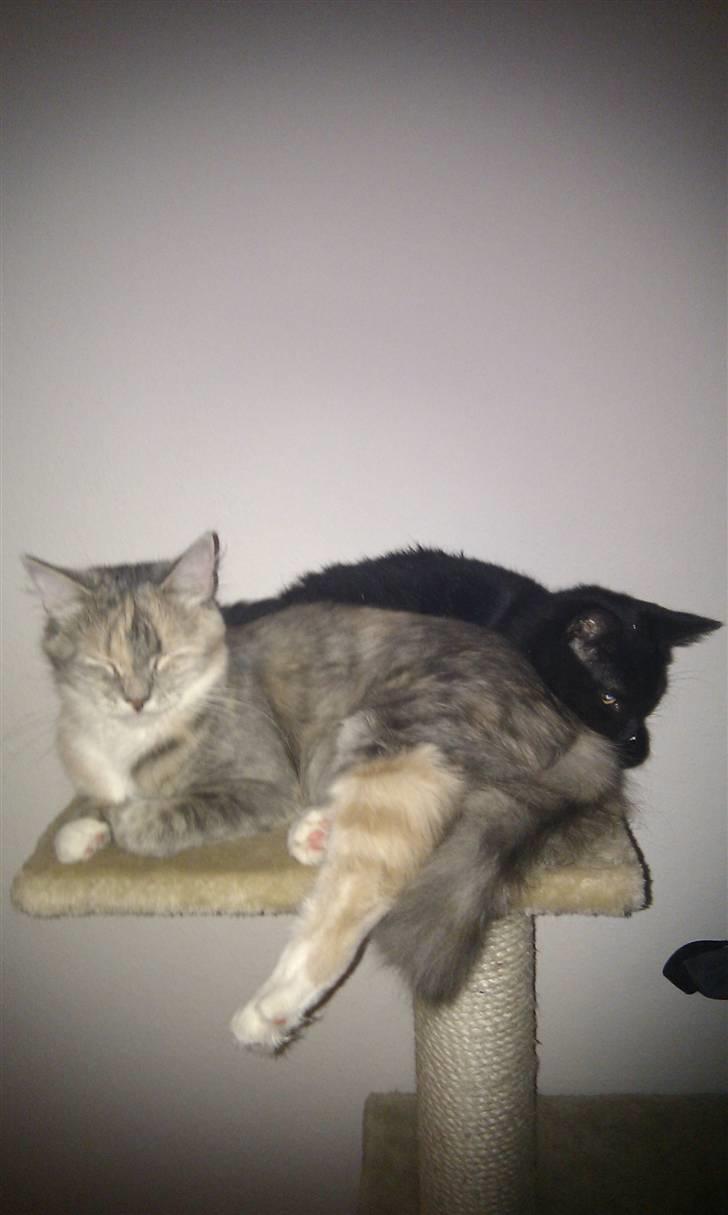 Huskat Misse billede 7