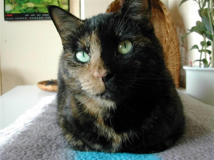 Huskat Fifi - Fifi billede 1