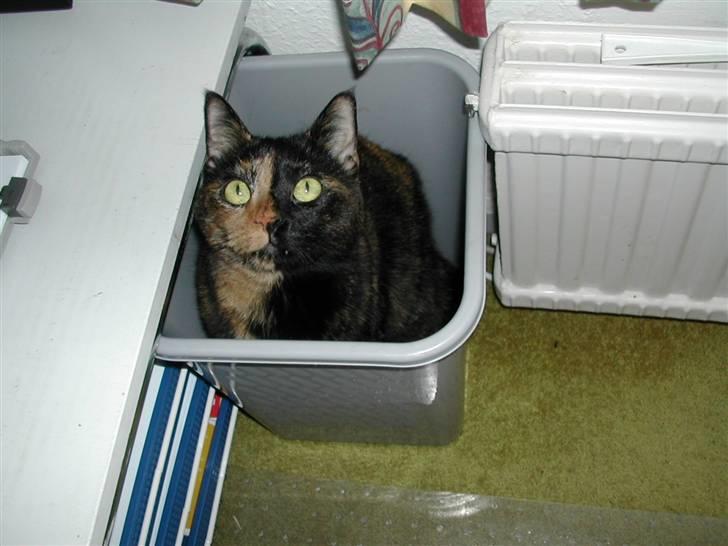 Huskat Fifi - I skammekrogen billede 2