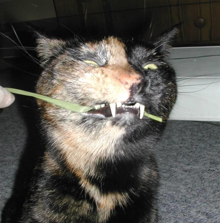 Huskat Fifi - Græs er godt for en kattemave billede 3