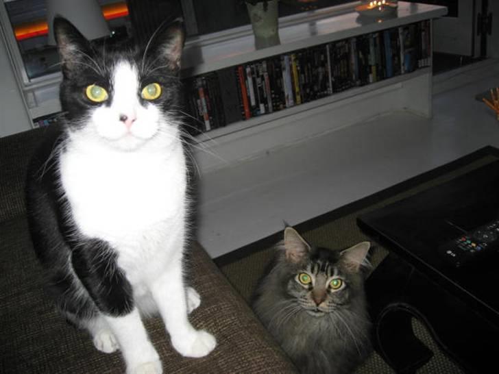 Huskat Ofelia billede 6