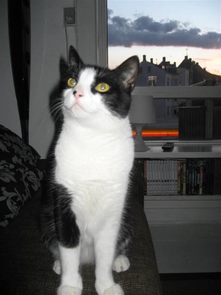 Huskat Ofelia billede 7