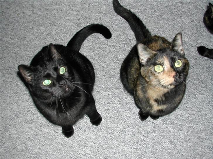 Huskat Fifi - Freja (Fifis søster) og Fifi venter på en godbid billede 4