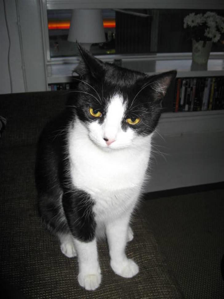 Huskat Ofelia billede 8