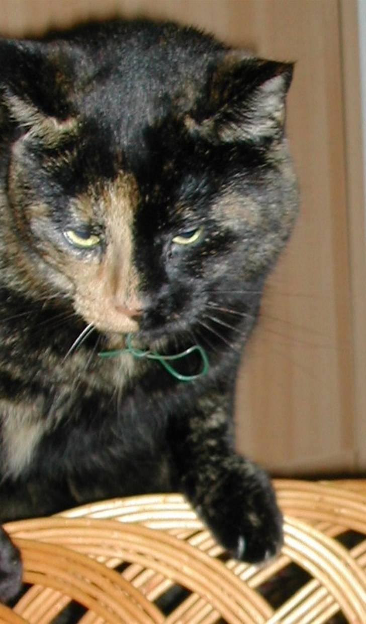 Huskat Fifi - Fifi apporterer legetøj billede 5