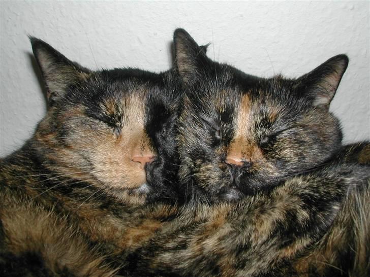 Huskat Fifi - Fifi hygger sig med sin mor, Futte billede 6