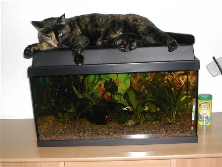 Huskat Fifi - Fifi nyder varmen og vibrationen fra akvariet billede 7