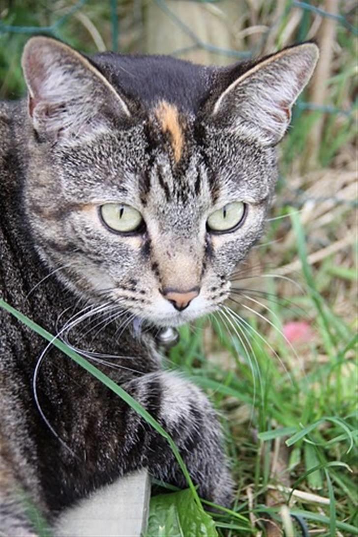 Huskat Candy - Jeg hedder Candy billede 1