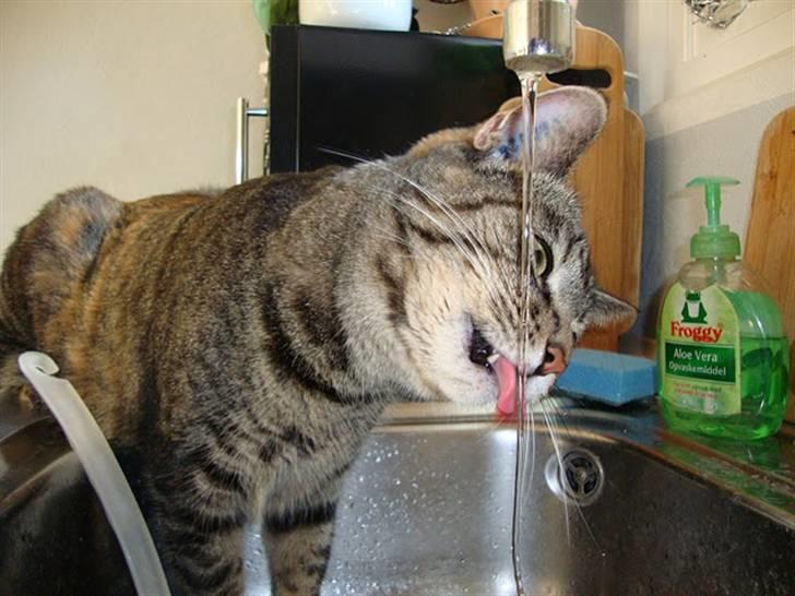 Huskat Candy - Vand smager bedst lige fra hanen billede 2