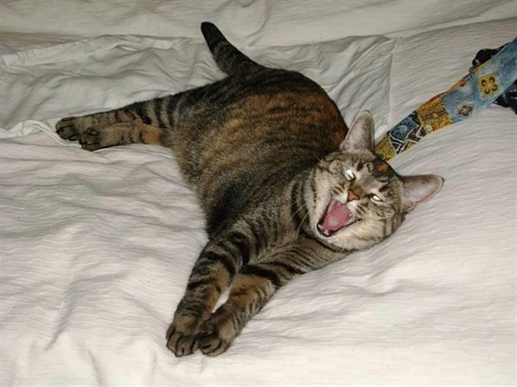 Huskat Candy - Gaaab... billede 3