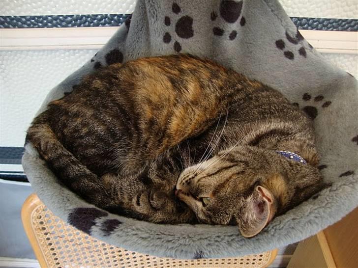 Huskat Candy - ZZzzZZzzZZzz billede 4