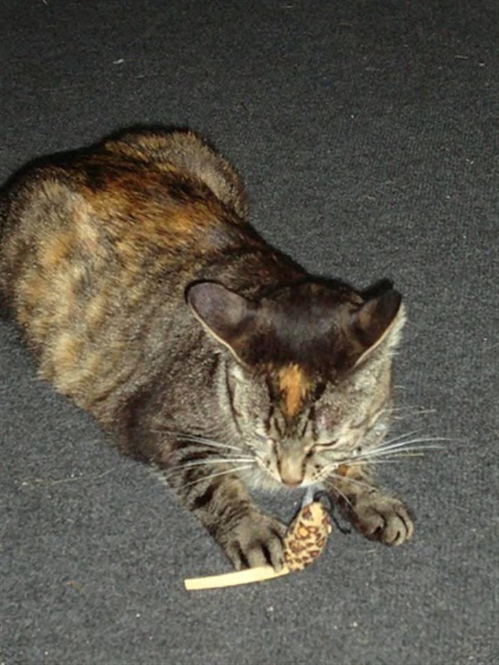 Huskat Candy - Candy har fanget en stofmus billede 5