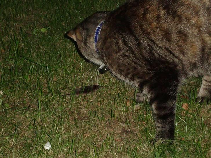 Huskat Candy - Candy har fanget en spidsmus billede 6