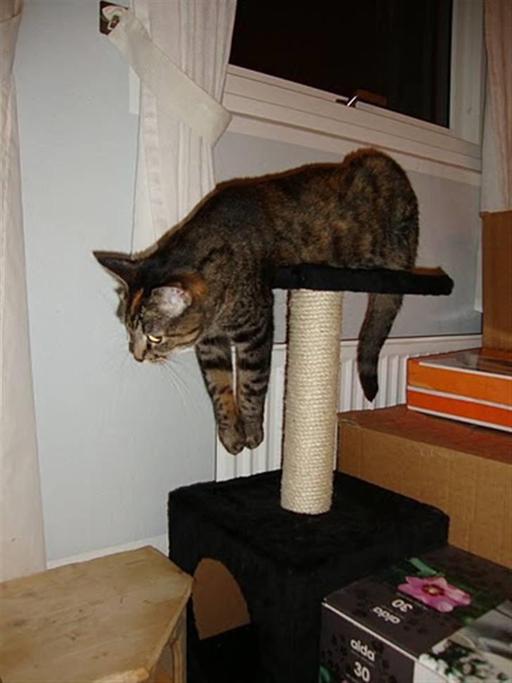 Huskat Candy - Her hænger Candy billede 7