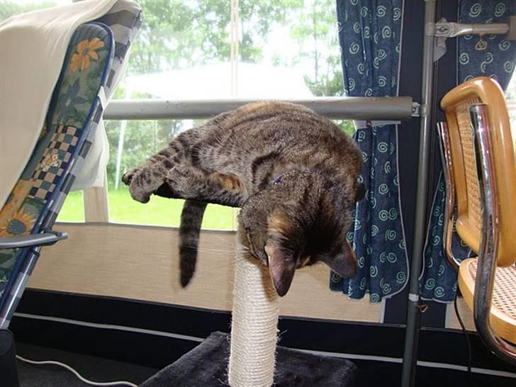 Huskat Candy - Candy fjollehoved billede 8