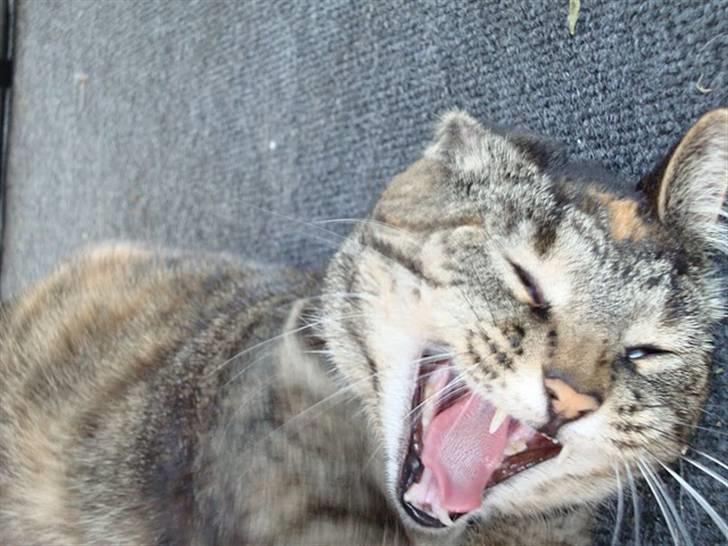 Huskat Candy - Gaaaab igen!! billede 9