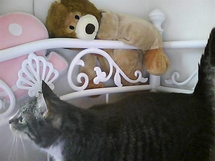 Huskat Malou verdens bedste kat billede 7