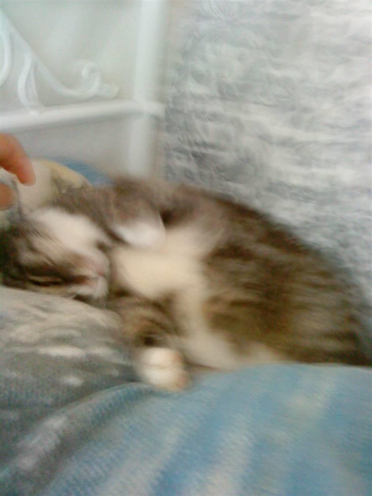 Huskat Malou verdens bedste kat billede 9