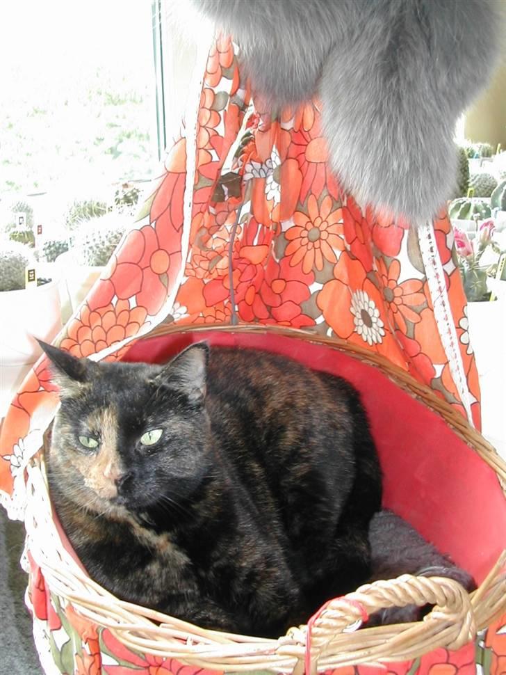 Huskat Fifi - Klar til en lur i dukkevognen billede 8