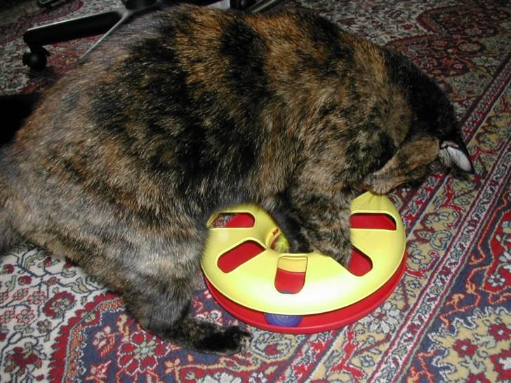 Huskat Fifi - Altid parat til leg billede 9