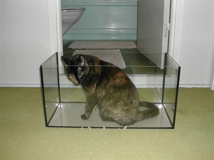 Huskat Fifi - Havkat? billede 10