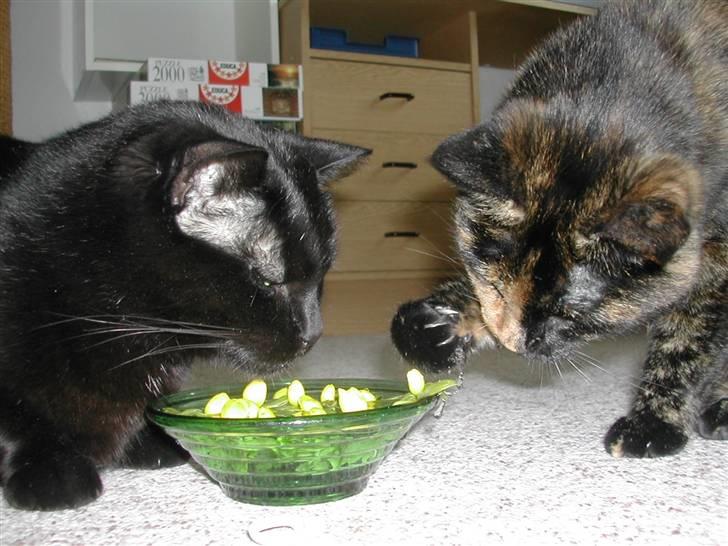 Huskat Fifi - Freja og Fifi arrangerer erantis billede 11