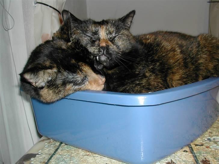 Huskat Fifi - Fifi hygger sig med mor Futte, selv om pladsen er lidt trang billede 12