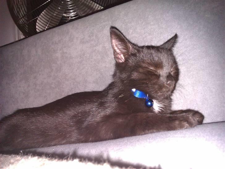 Huskat Bølle (bøl-sak) billede 1