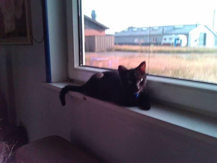 Huskat Bølle (bøl-sak) billede 2