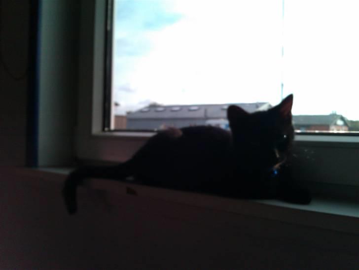 Huskat Bølle (bøl-sak) billede 3