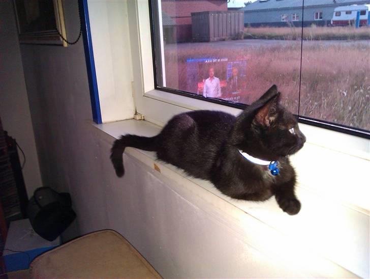 Huskat Bølle (bøl-sak) billede 4