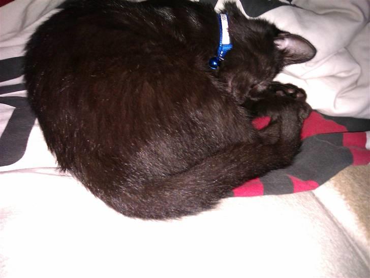 Huskat Bølle (bøl-sak) billede 5