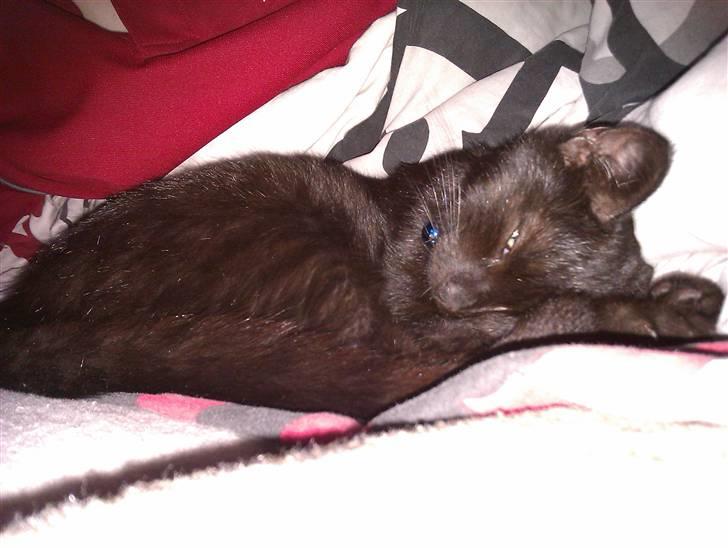 Huskat Bølle (bøl-sak) billede 6