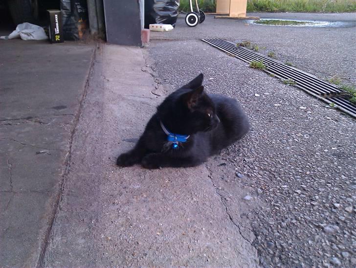 Huskat Bølle (bøl-sak) billede 7