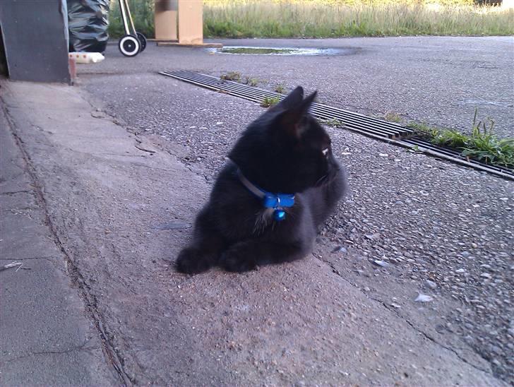 Huskat Bølle (bøl-sak) billede 8