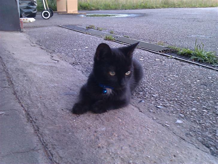 Huskat Bølle (bøl-sak) billede 9