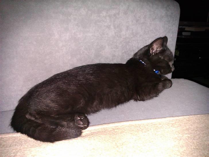 Huskat Bølle (bøl-sak) billede 10