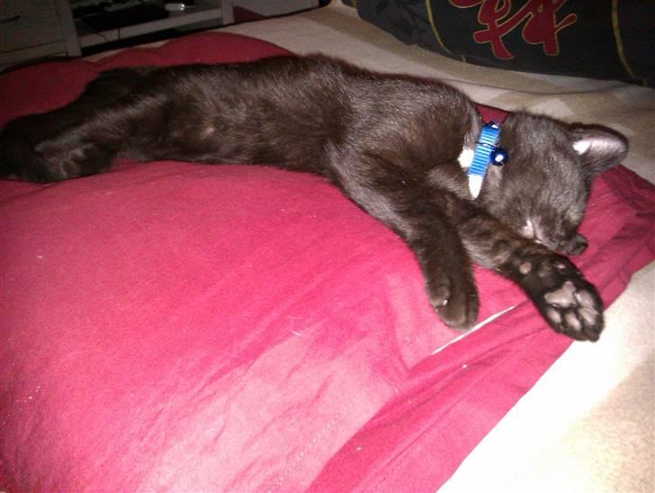 Huskat Bølle (bøl-sak) billede 11