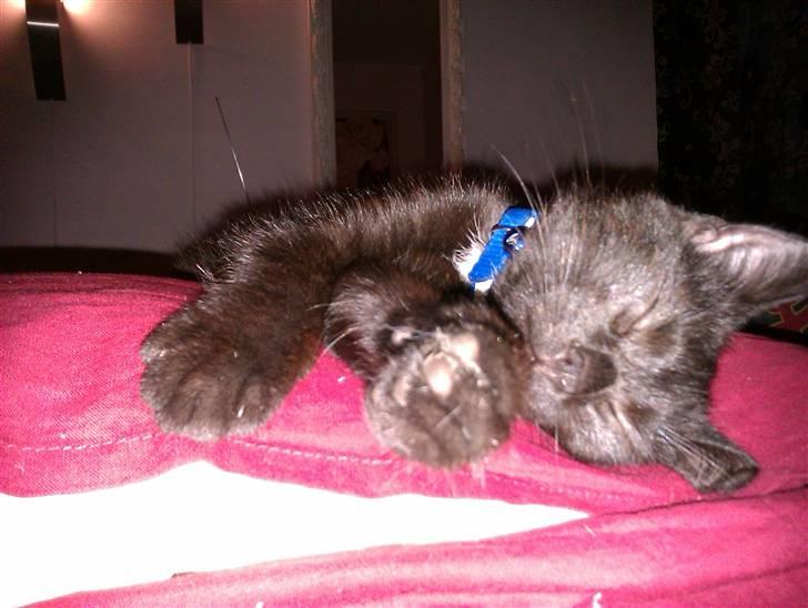 Huskat Bølle (bøl-sak) billede 12