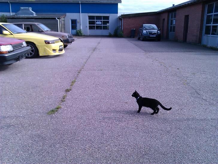 Huskat Bølle (bøl-sak) billede 13