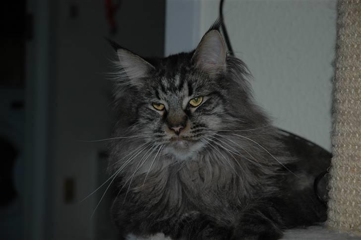 Maine Coon Dk Fribanikos´ Quigley billede 9