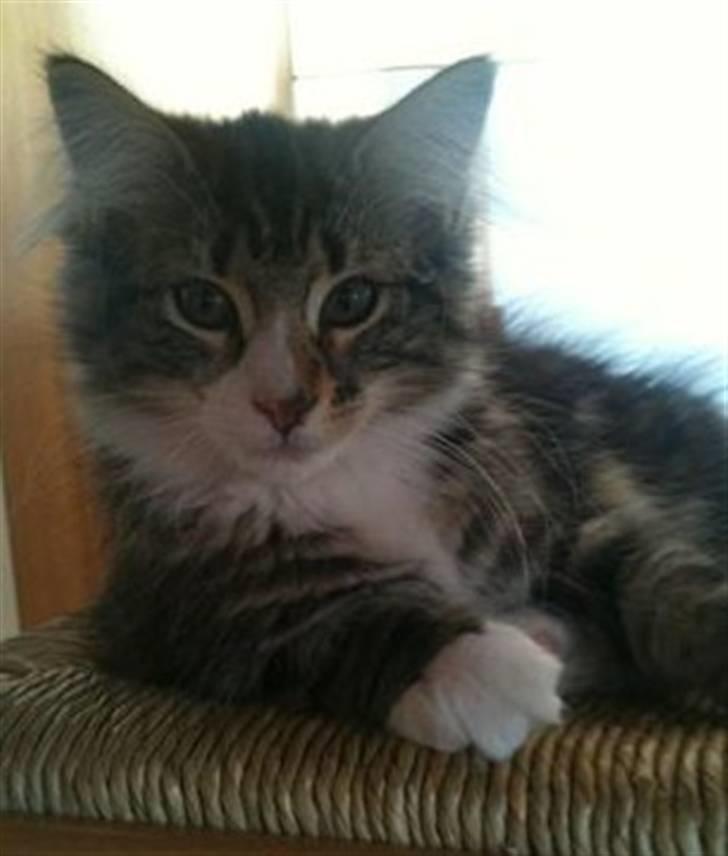 Norsk Skovkat Rebi Cats Katie Melua billede 7