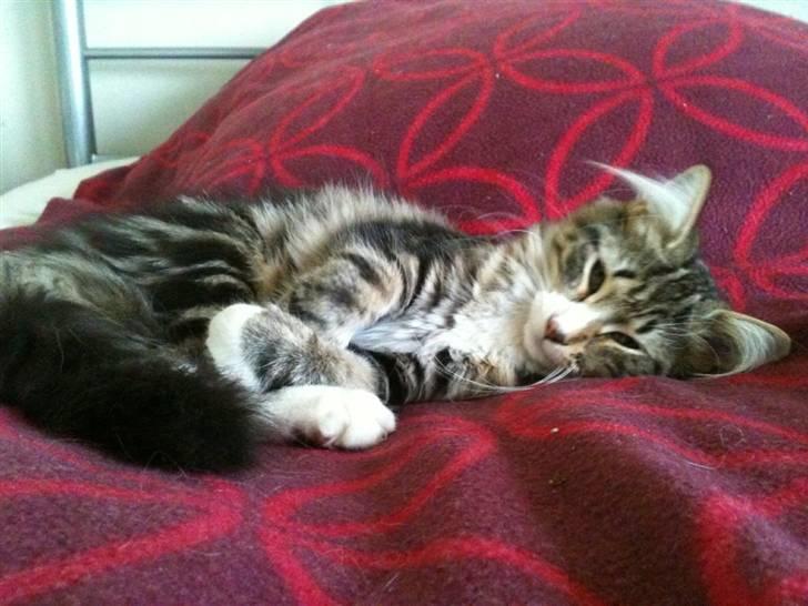 Norsk Skovkat Rebi Cats Katie Melua - Zzzz  billede 8