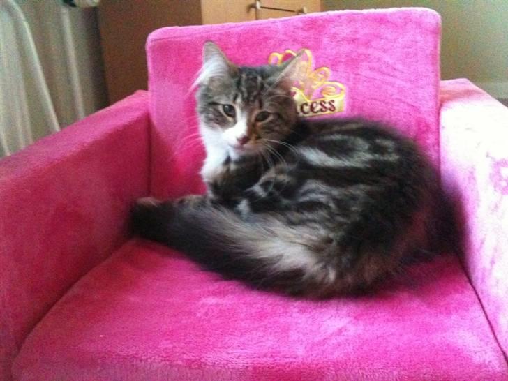 Norsk Skovkat Rebi Cats Katie Melua billede 9