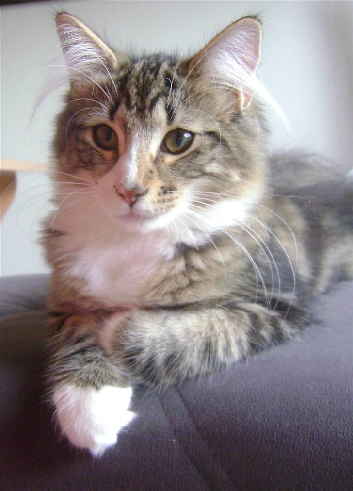 Norsk Skovkat Rebi Cats Katie Melua - <3 billede 10