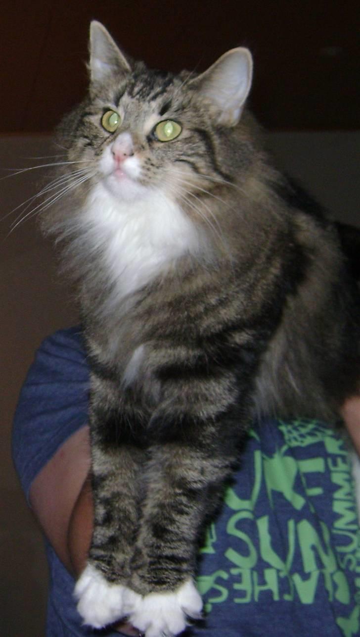 Norsk Skovkat Chazeems Chaos billede 11