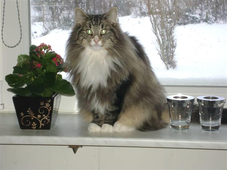 Norsk Skovkat Chazeems Chaos billede 12