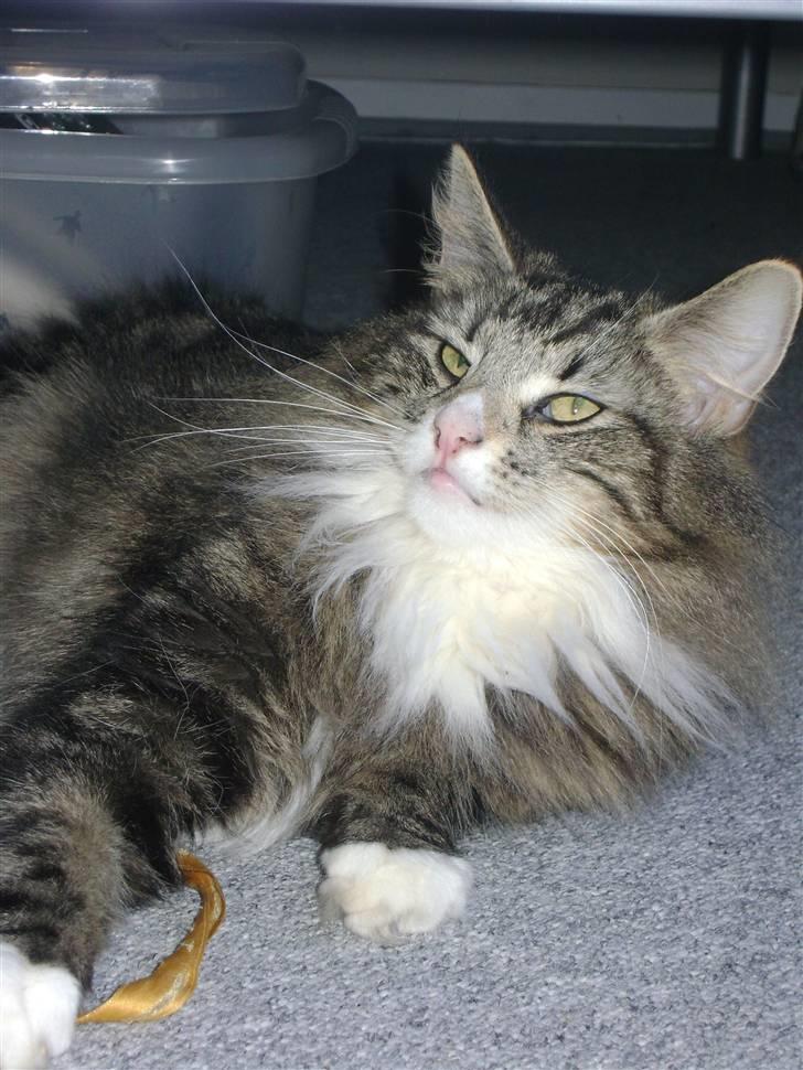 Norsk Skovkat Chazeems Chaos billede 13