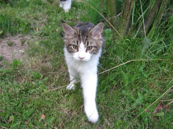 Maine Coon DK Vingsteds DÁngelo billede 15