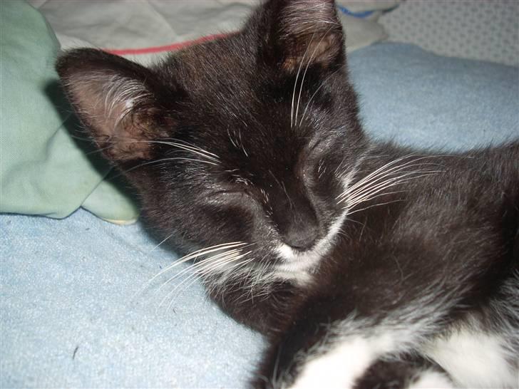 Blanding af racer Joey - Godmorgen smuksak  billede 12